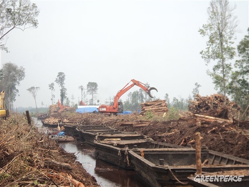 Rainforest logs being stacked in Pulau Padang concession, Riau, Indonesia. 06/03/2014 © Greenpeace