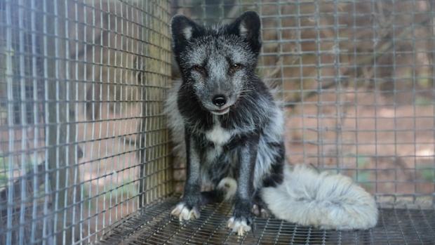 fur farm, animal cruelty, Quebec fur farm, Jean Luc Rodier, SPCA, fox fur 