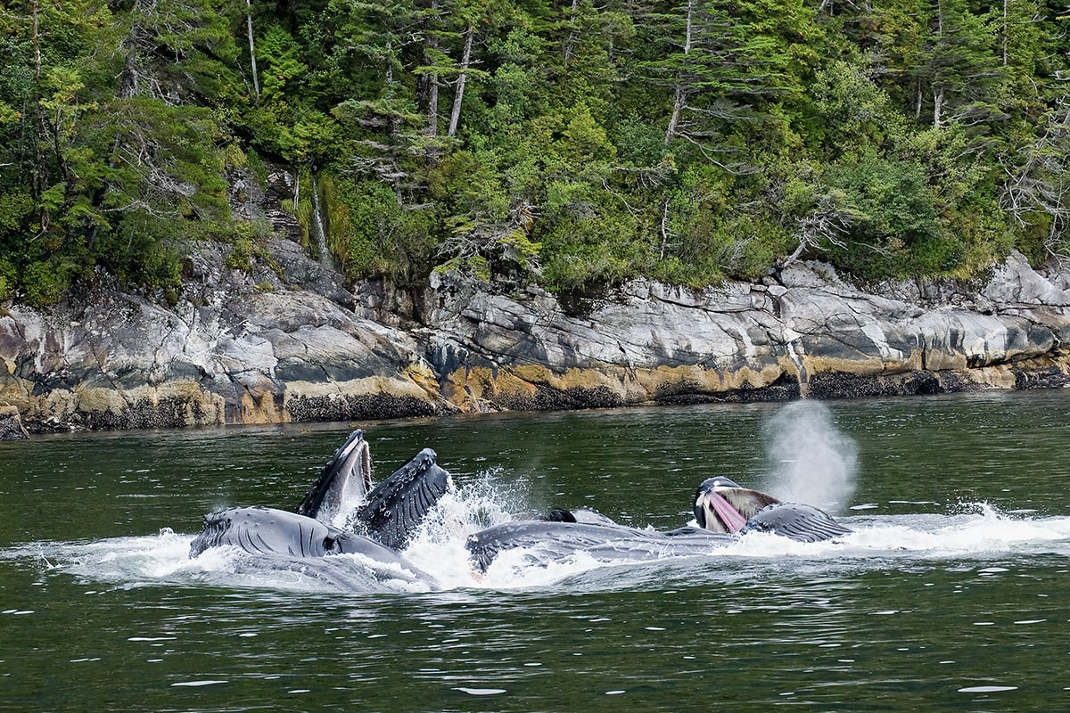 humpback whales, fin whales, Great Bear Rainforest, coastal temperate rainforest, B.C. wildlife