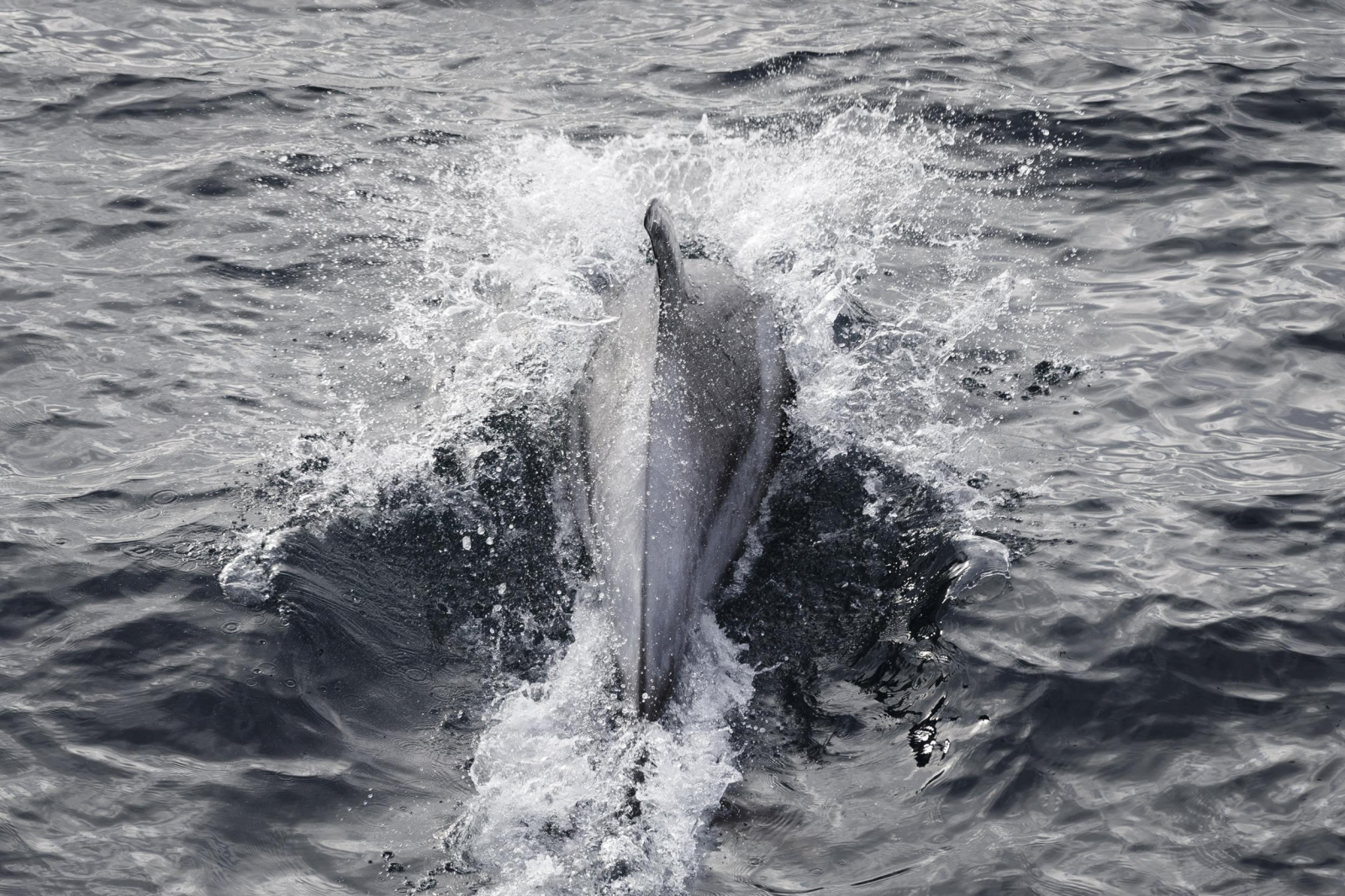 White beaked dolphin in the Barents sea. Photo courtesy of Nick Cobbing / Greenpeace