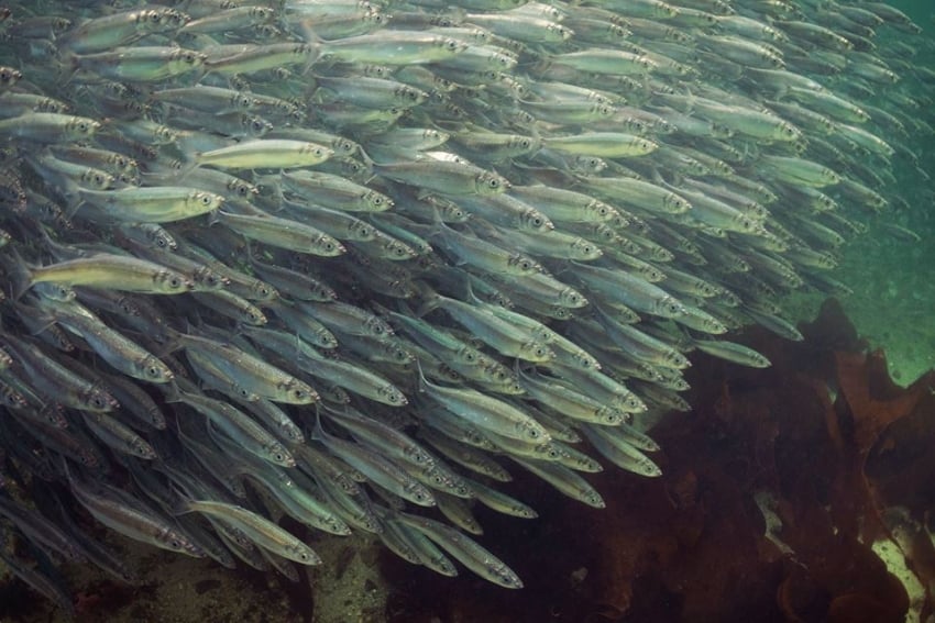 Herring school during the annual herring spawn off B.C.'s coast