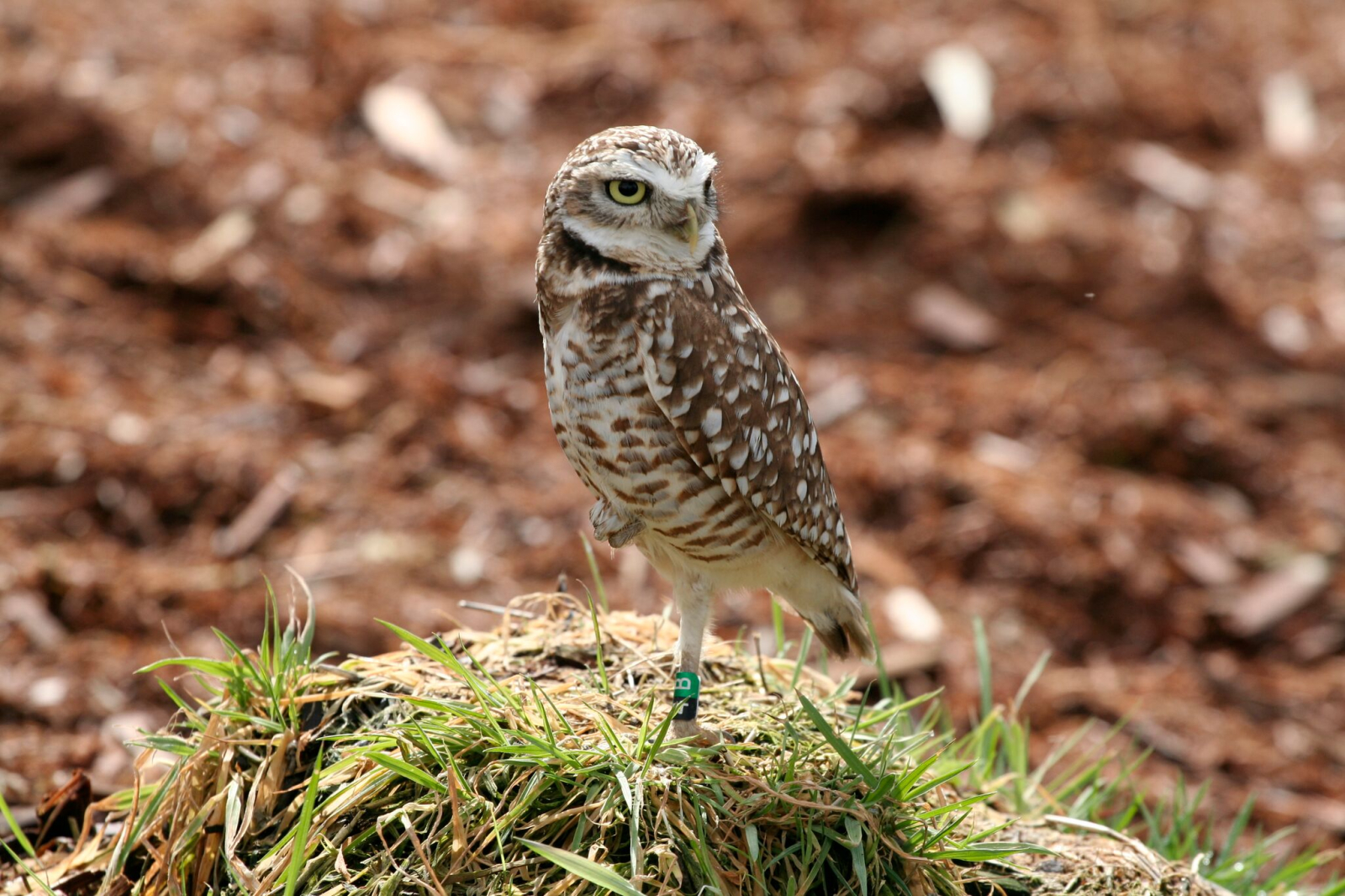 A burrowing owl in B.C. Photo by Burrowing Owl Winery