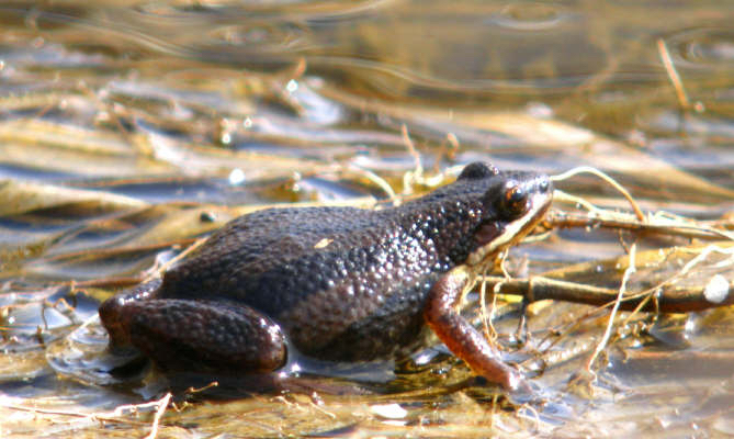 Western Chorus Frog, Environment and Climate Change Canada