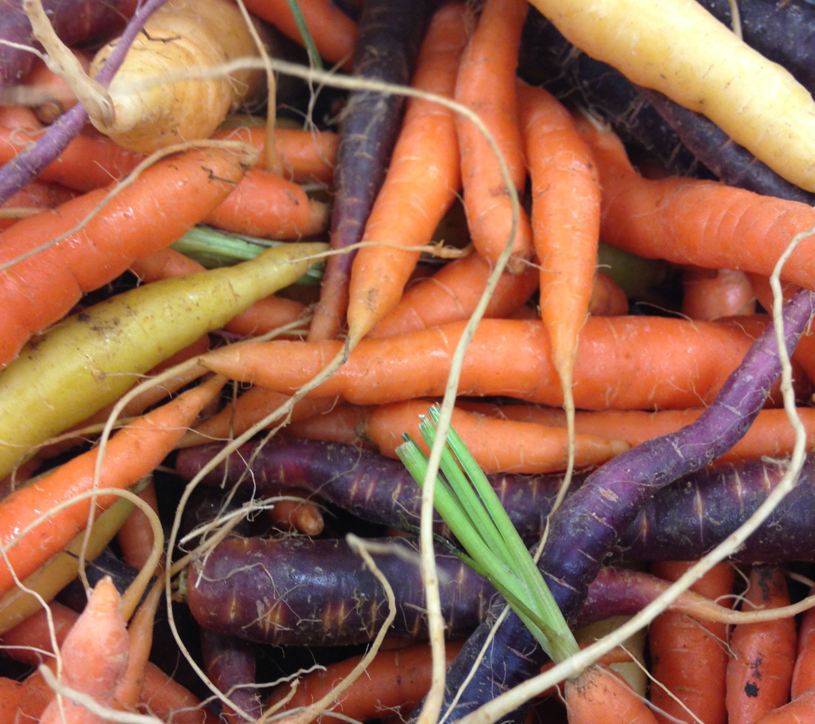 heirloom carrots, Sam Robertson, Westboro Farmers Market, organic, locally-grown, Ontario agriculture