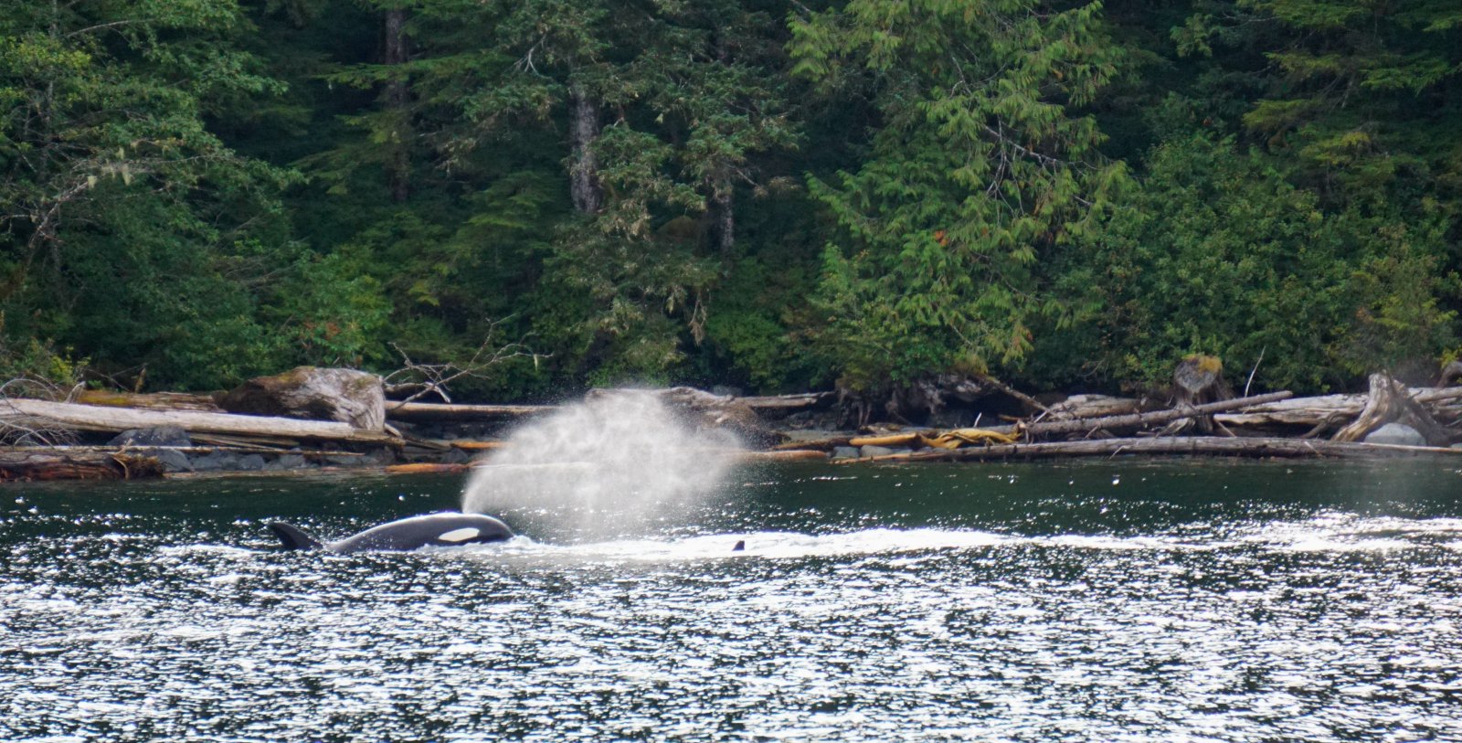 orca, killer whale, Southern Resident Killer whale, Great Bear Rainforest