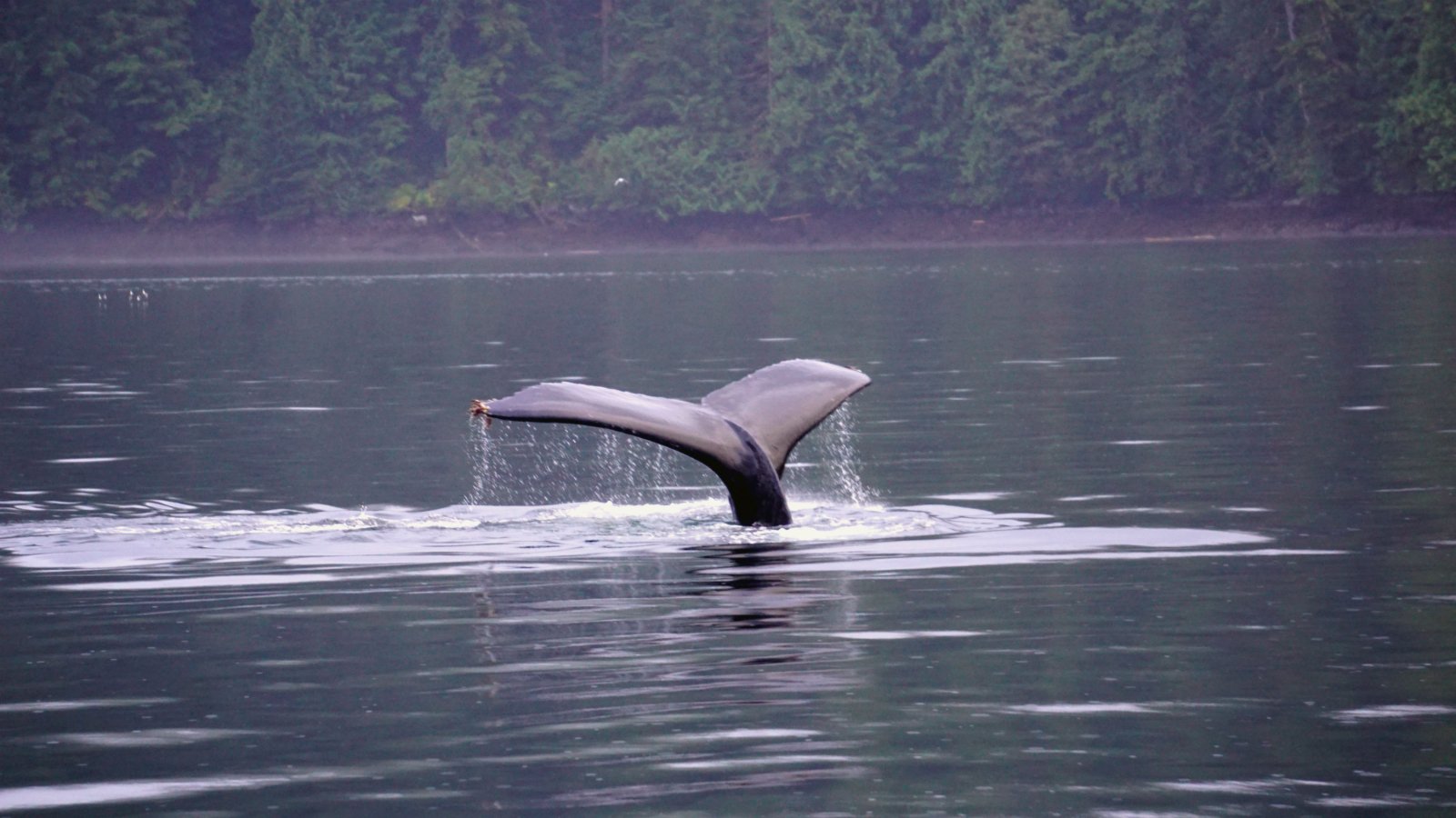 Great bear Rainforest, humpback whale, fluke, Great Bear Sea, Elizabeth McSheffrey