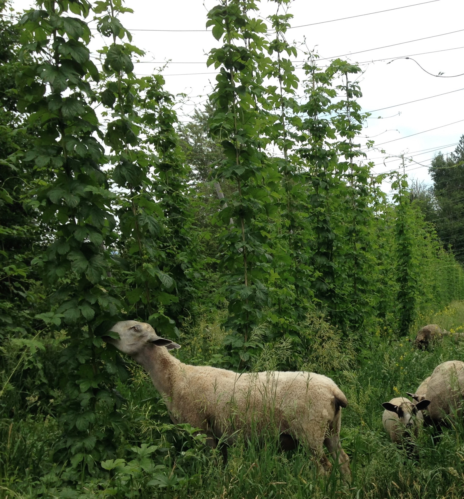 cranogg ales, beer, sheep, hops