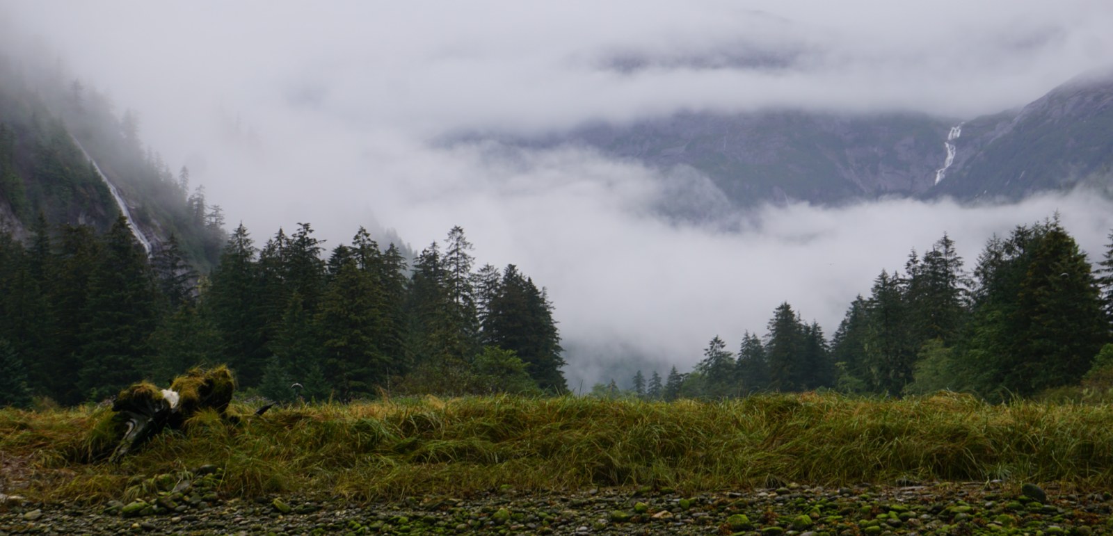 Great bear Rainforest, Mussel Inlet, old-growth trees, ancient forest, temperate coastal rainforestq
