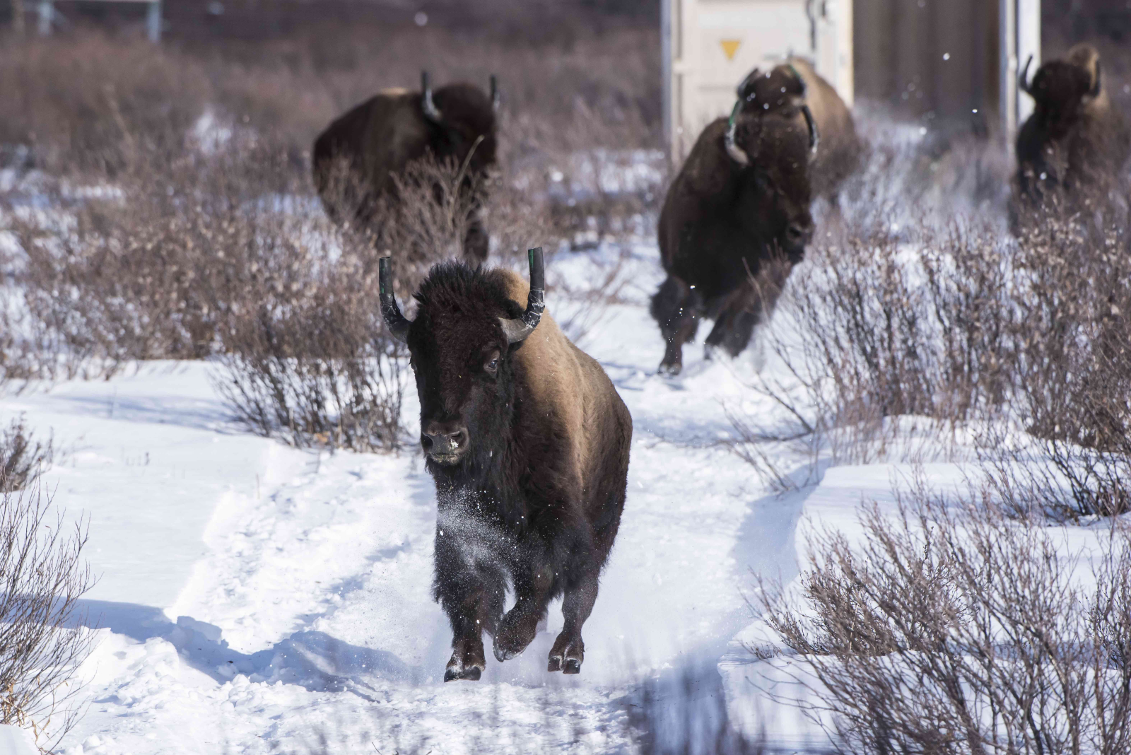 Plains bison, Parks Canada, Banff National Park, Alberta