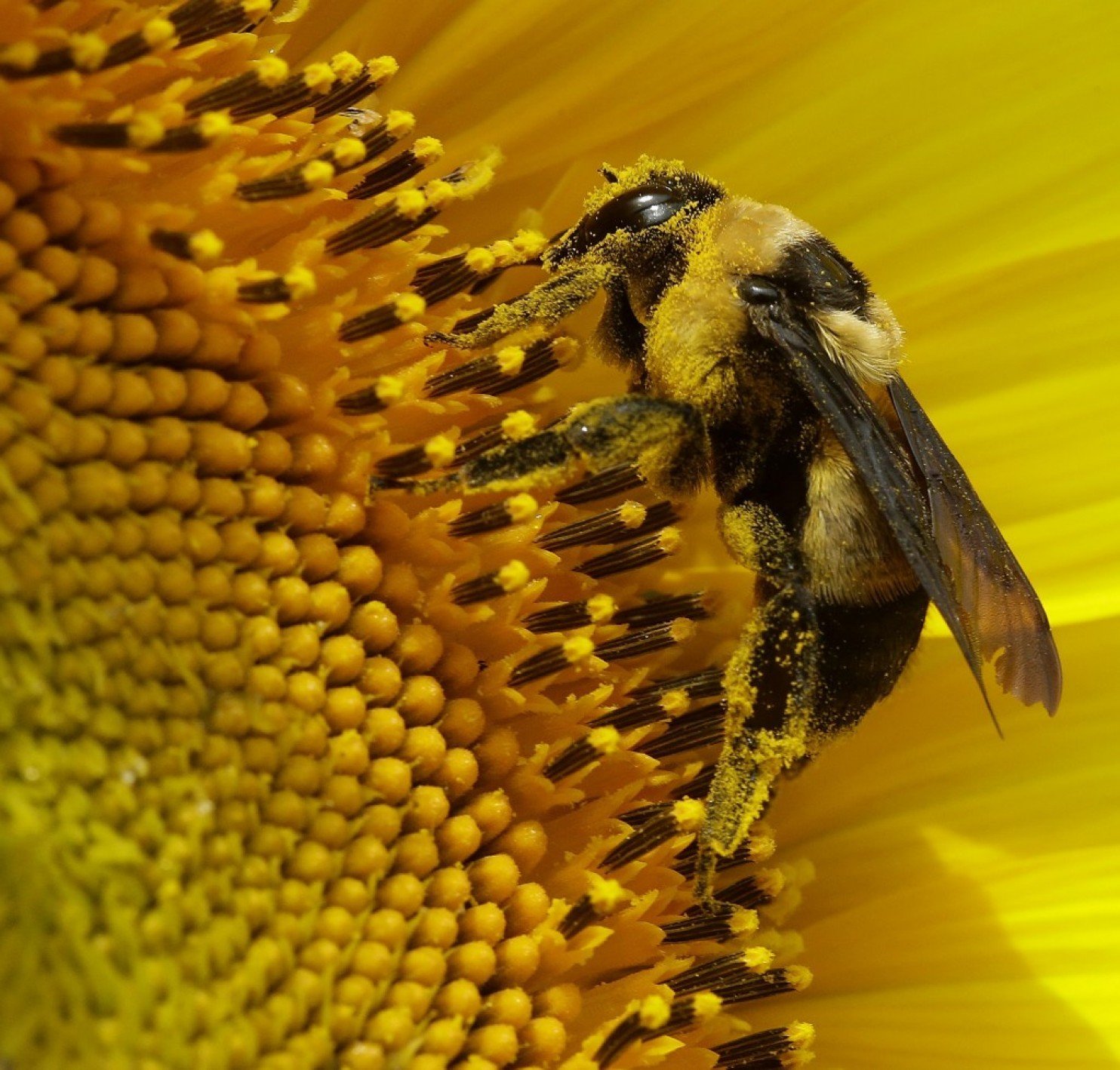 The Ontario Beekeepers' Association is urging the federal government to ban neonicotinoid pesticides. File photo by the Associated Press