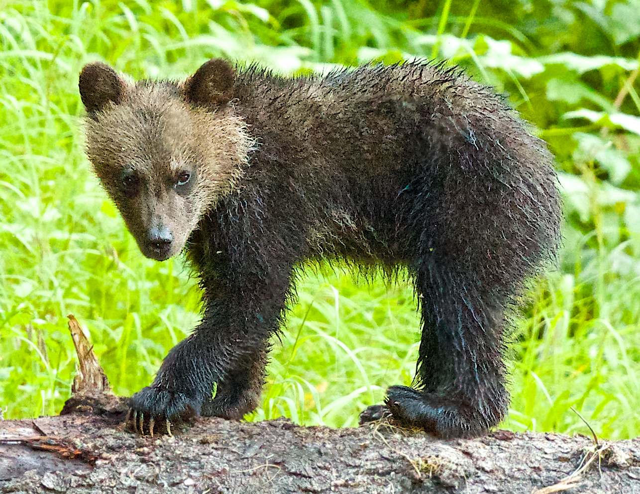 Four month-old spring grizzly cub. Photo by Trish Boyum Ocean Adventures Charter