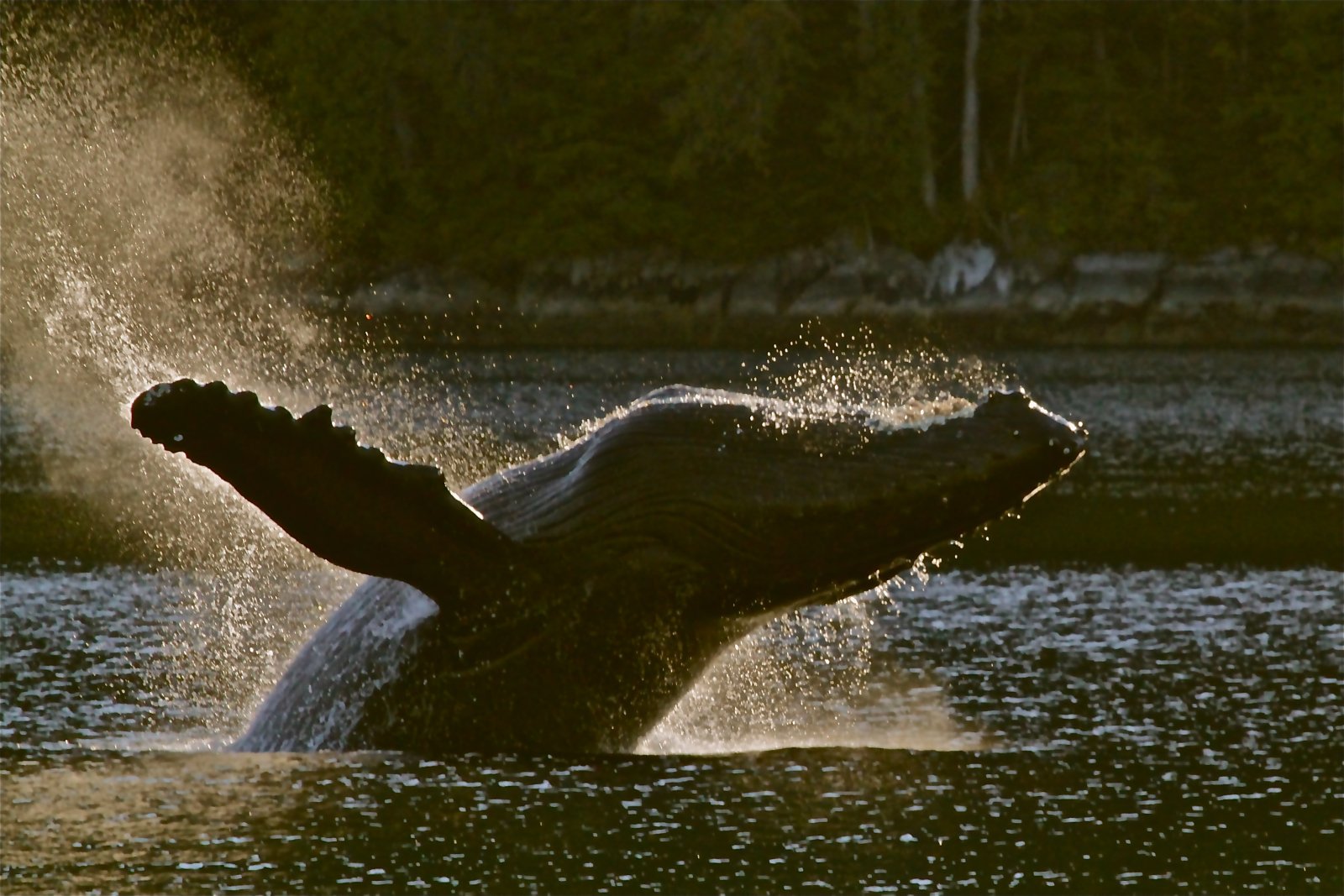 Humpback whale breeching at dusk. Photo by Trish Boyum.