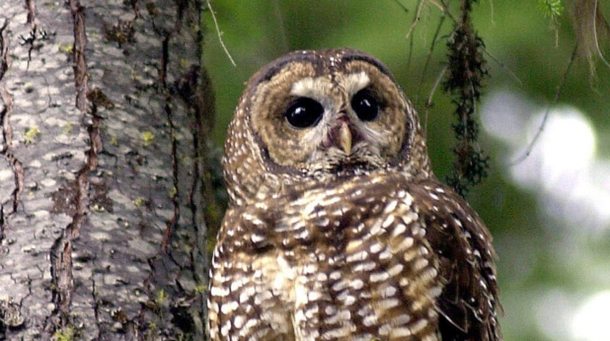 northern spotted owl, species at risk, endangered species, wilderness committee