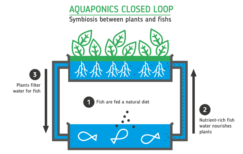 aquaponics, EAU, agriculture