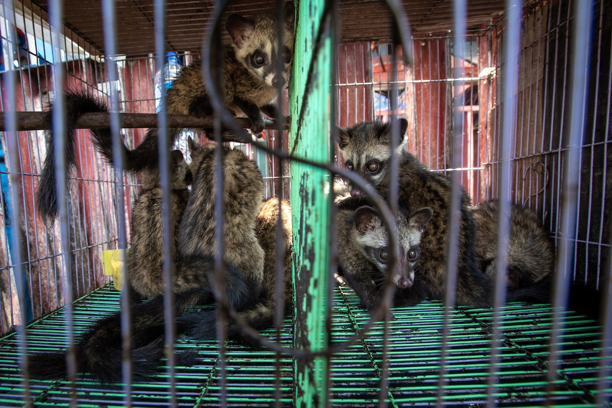 Caged civets
