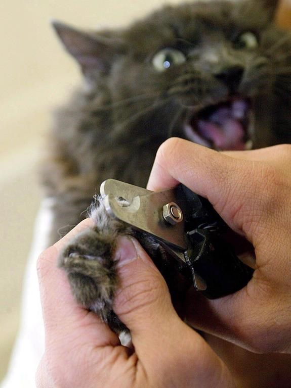 Nova Scotia first Canadian province to ban declawing of cats
