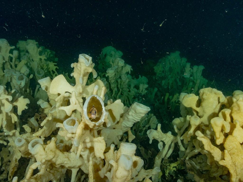 Climate change threatens glass sponge reefs unique to Pacific Northwest - National Observer