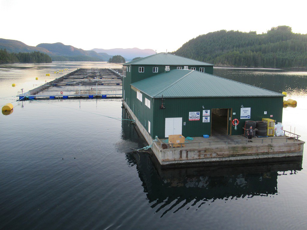 B.C. fish farming may be in hot water due to climate change - National Observer