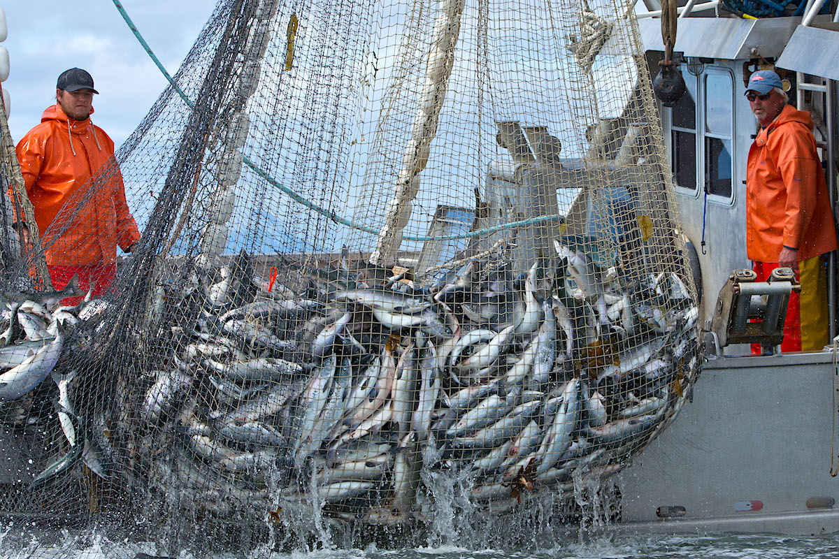 Alaskan commercial fishery 'plundering' threatened B.C. salmon