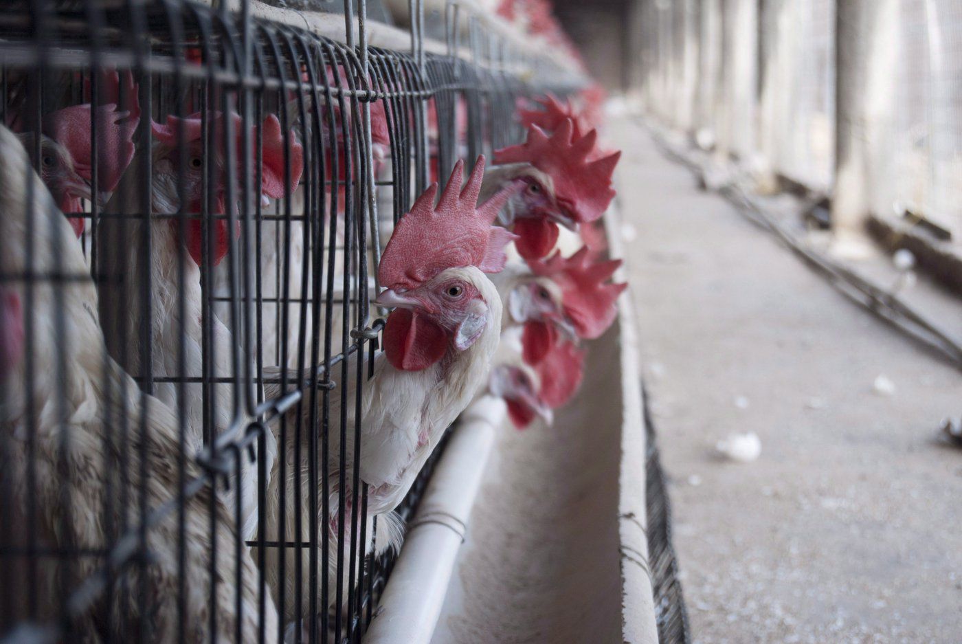 Un ceppo altamente patogeno dell’influenza aviaria è stato rilevato nel pollame in Alberta, Ontario