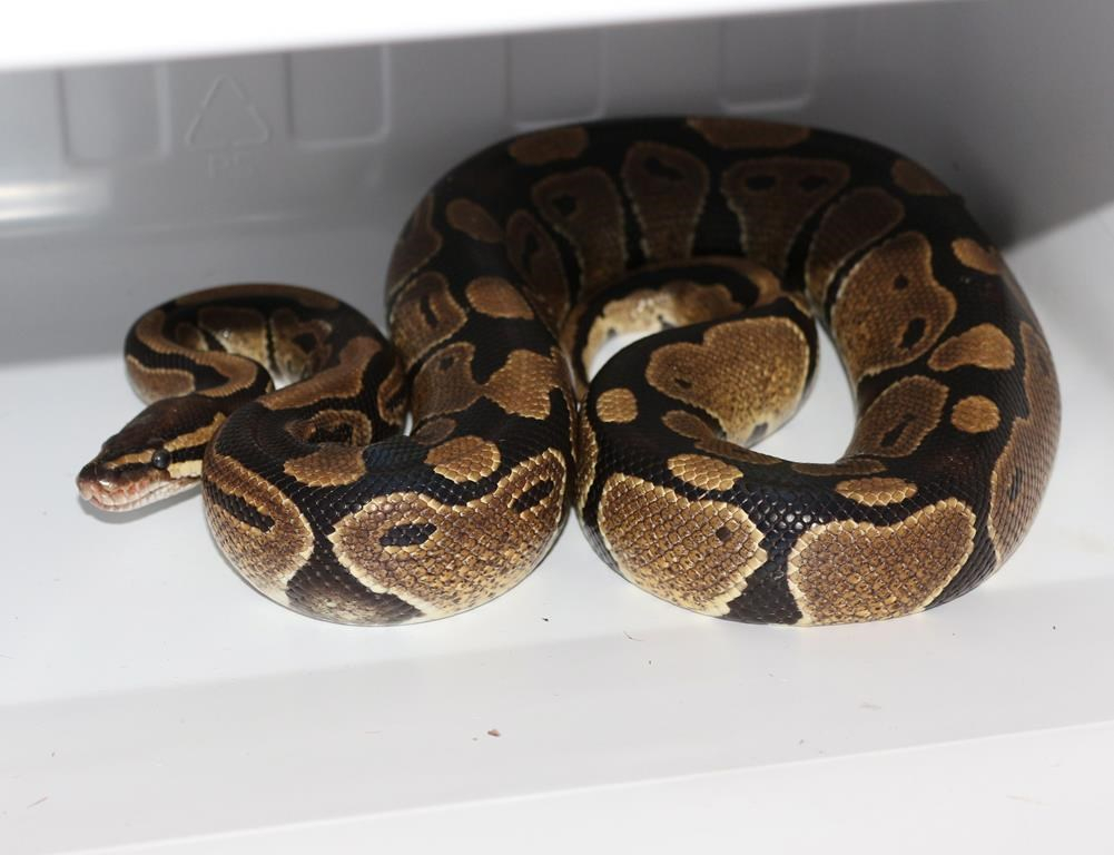 Missing python found after disappearing from backpack at Ontario university