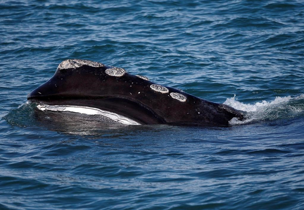 Half of world's right whales spotted in Gulf of St. Lawrence in 2018 ...