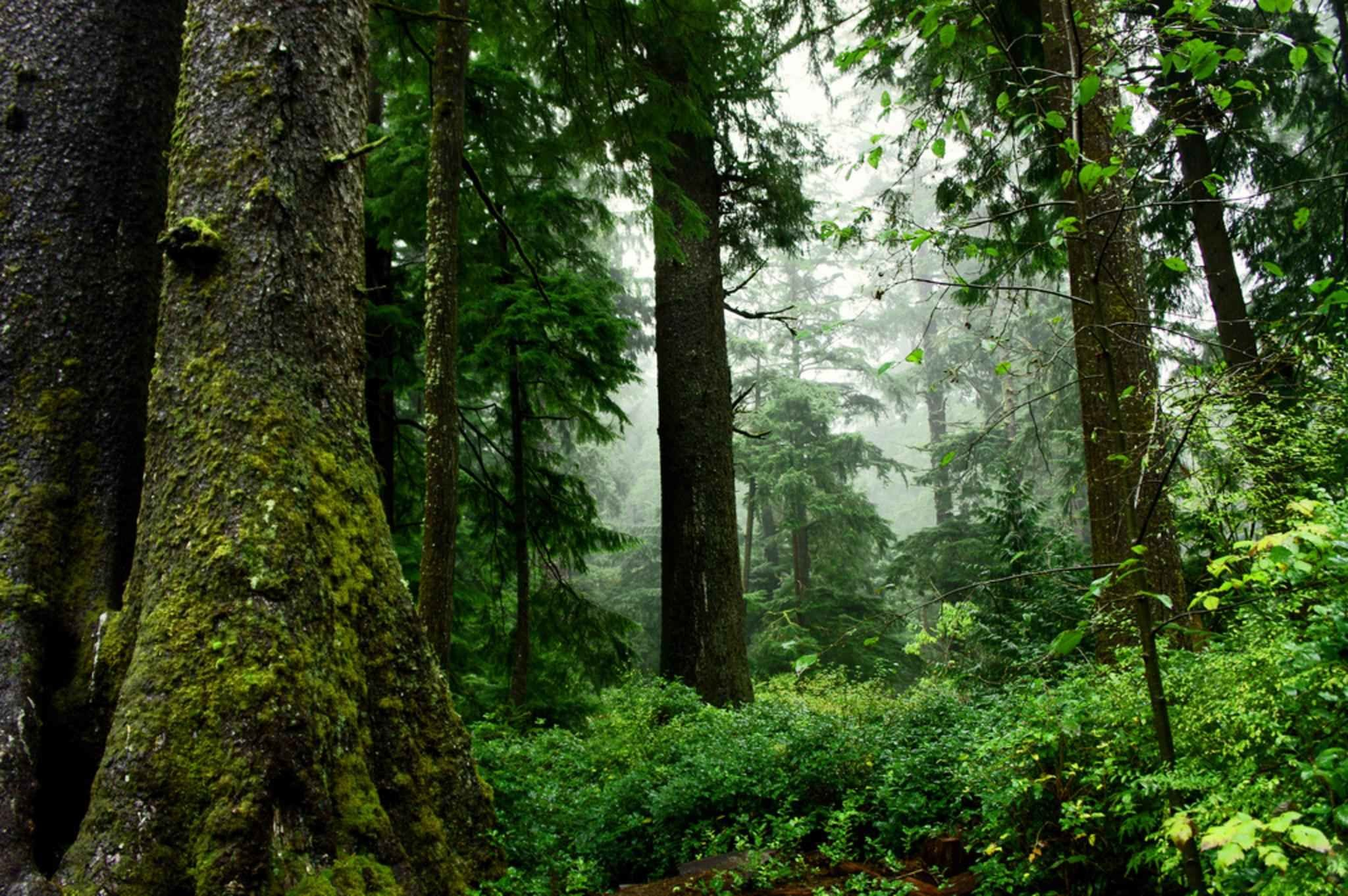 Canada signs onto global forest restoration challenge at COP15