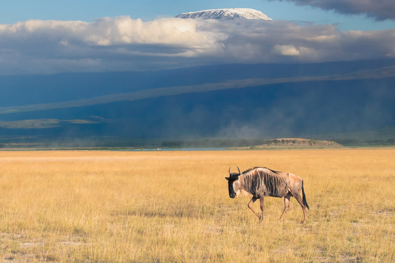 In a famed game park near the foot of Kilimanjaro, the animals are just  giving up | Canada's National Observer: News & Analysis
