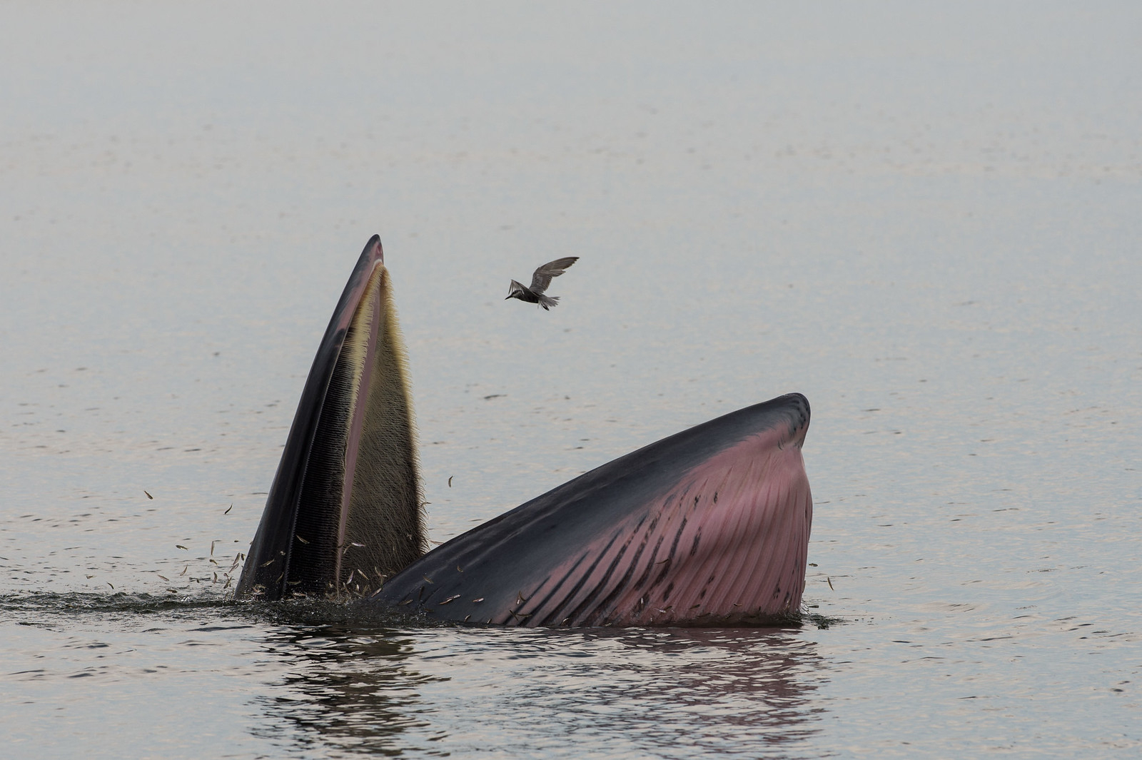 Old Norse texts shed new light on mysterious whale feeding strategy |  Canada's National Observer: News & Analysis