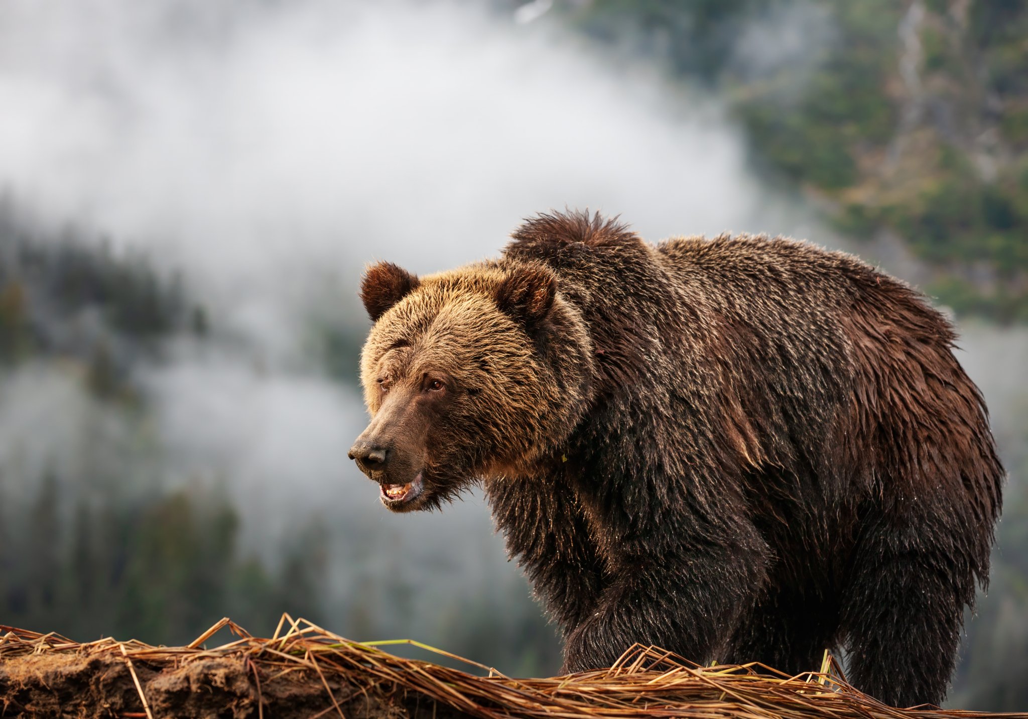 B.C. mulls return of grizzly hunting in controversial report