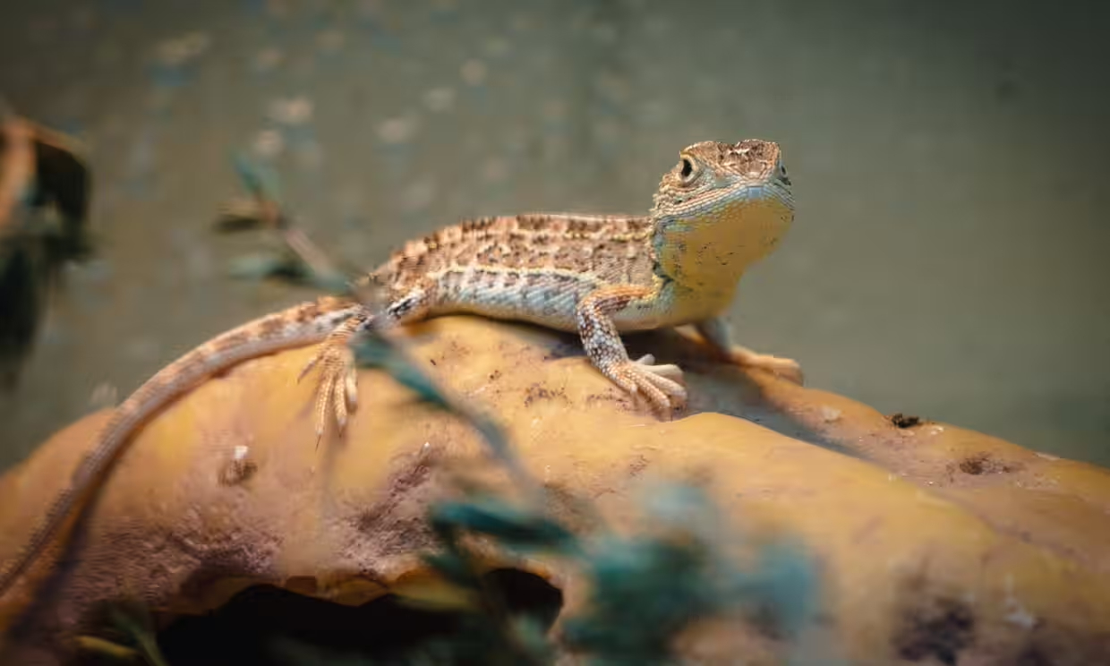 Imagine more dragons: Biotech firm aims to breed this tiny, nearly extinct lizard