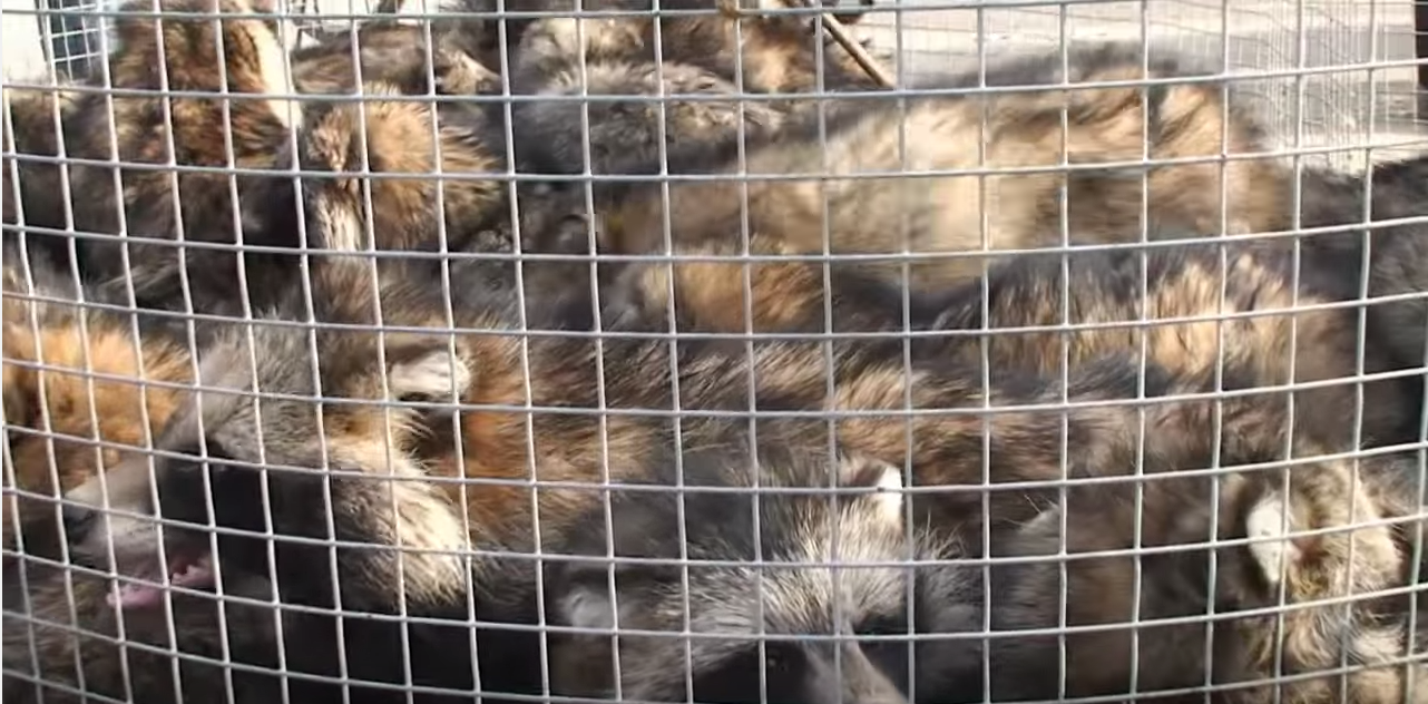 raccoon dog, Asiatic raccoon, fur industry, fur trade, China, fur farm