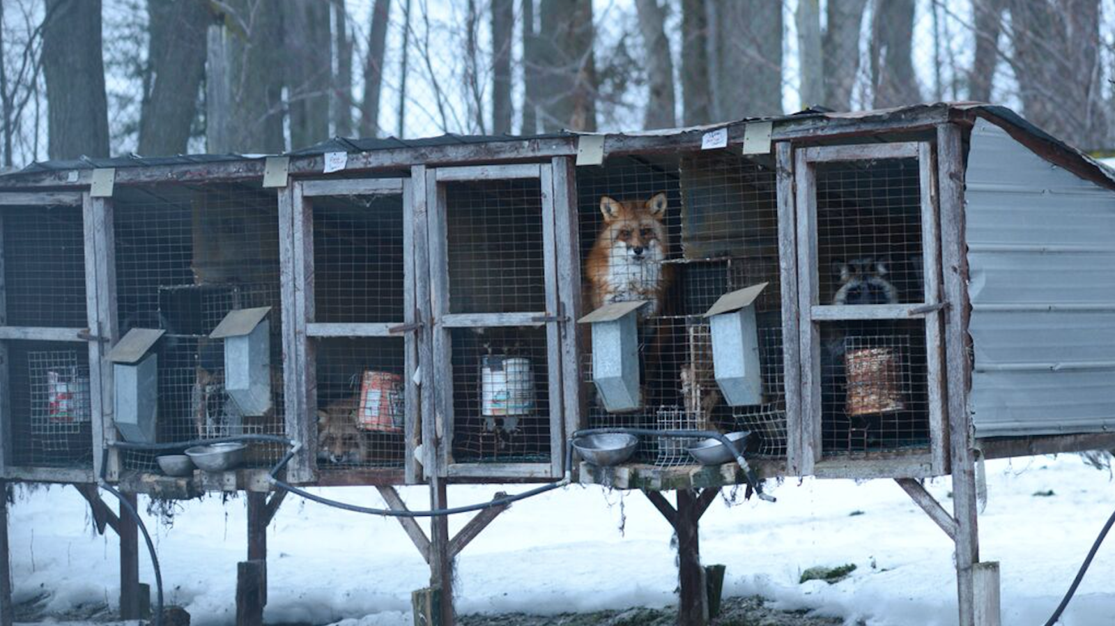 Fur-Bearers, fox farm, fox fur, mink farm, mink fur, fur industry, fur trade, animal cruelty