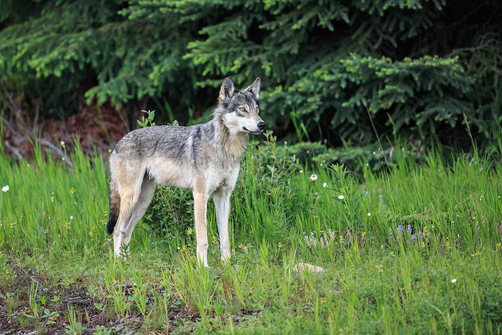 Grey wolf. Photo courtesy John E. Marriott