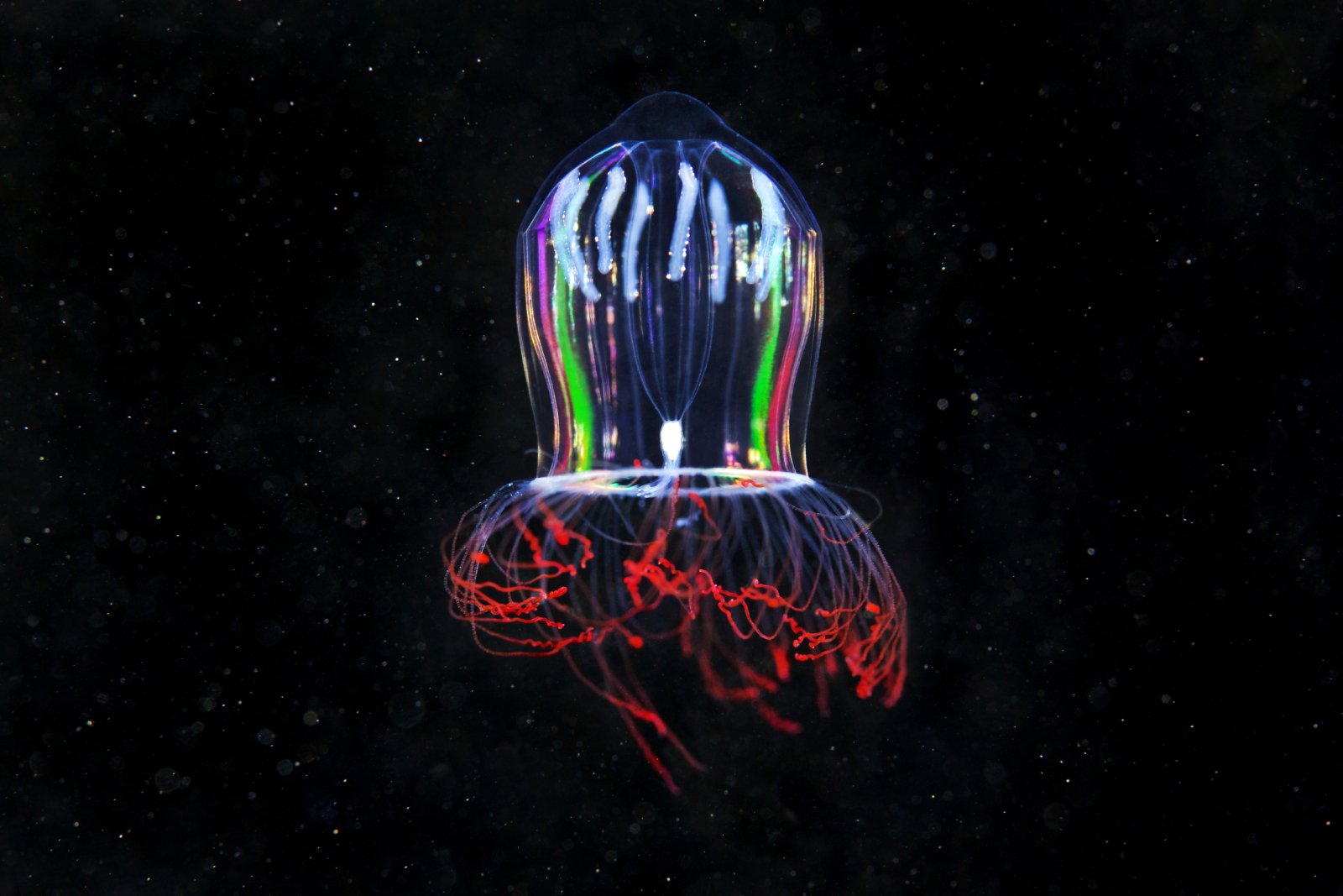 Hydrozoan Jellyfish in the Arctic. Photo courtesy of Alexander Semenov/Greenpeace
