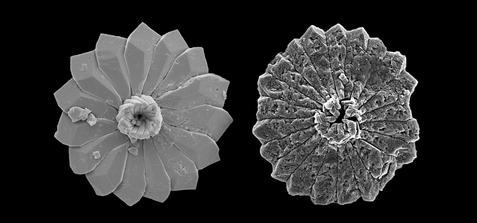 Scanning electron microscope image of a planktonic organism (r) exposed to ocean acidification. Photo from Universitat Autonoma De Barelona 