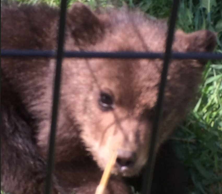 black bear, bear cub, wildlife, rehabilitation, animal rescue, Dawson Creek, conservation