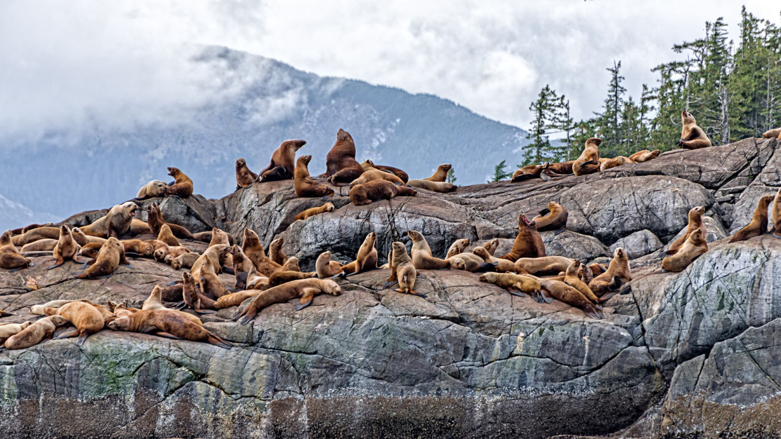 Seals on the B.C. coast. Photo from Bluewater Adventures