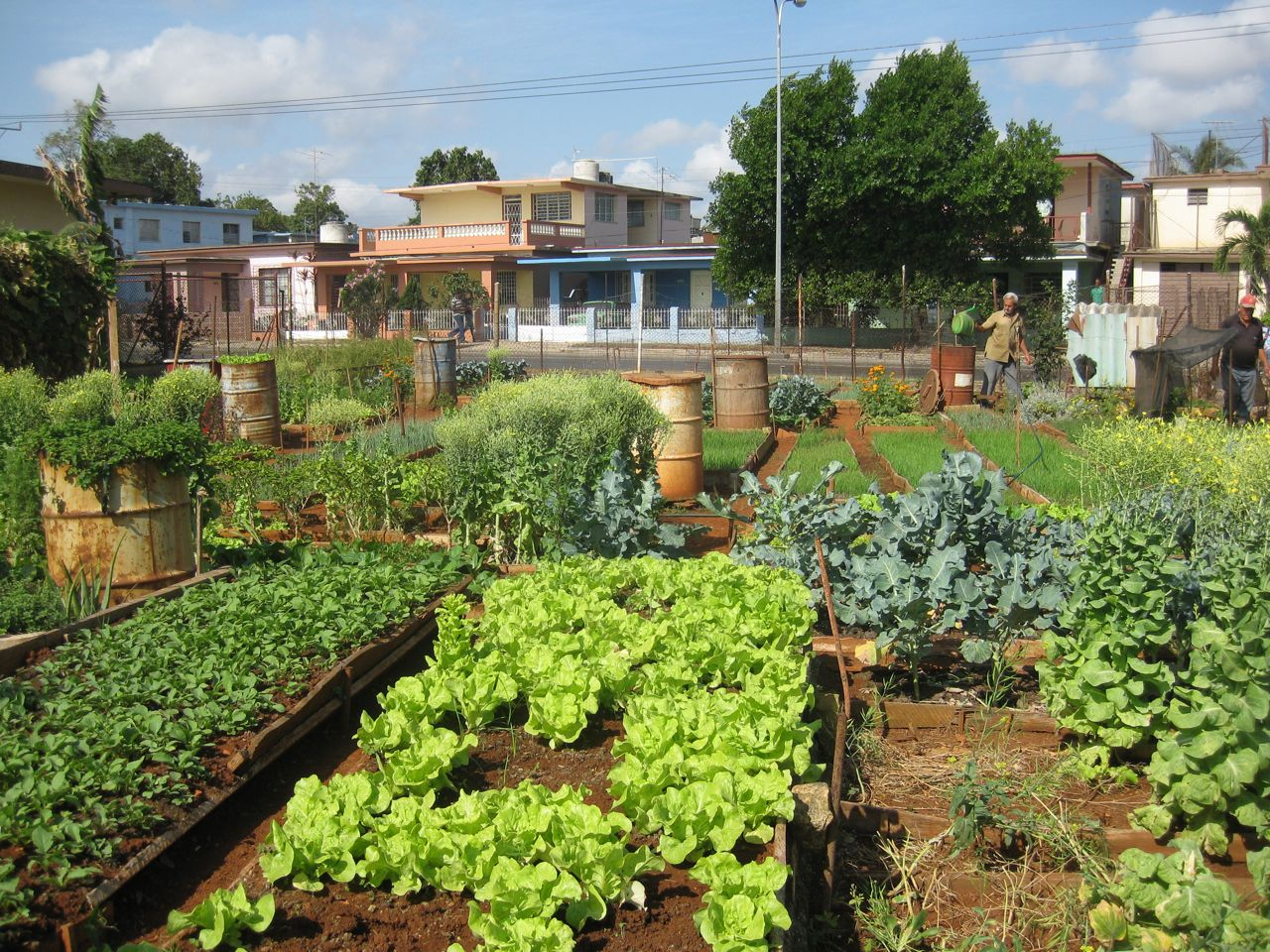 Cuban organic agroponico in Havana - sarahgriffithsdesign.wordpress.com