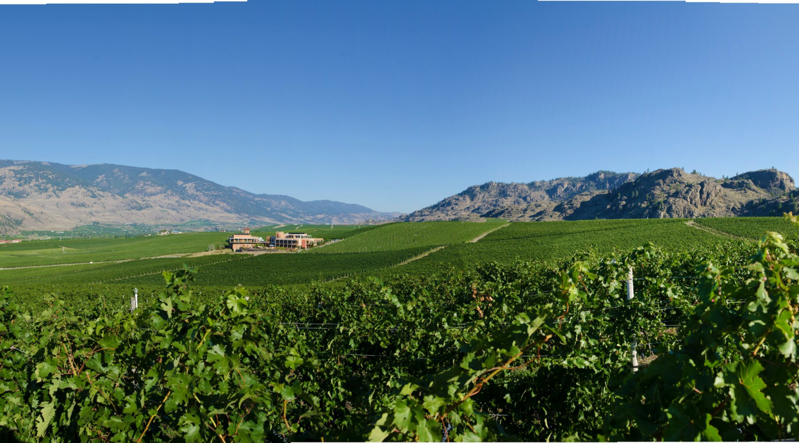 Burrowing Owl Winery. Photo by Burrowing Owl Winery