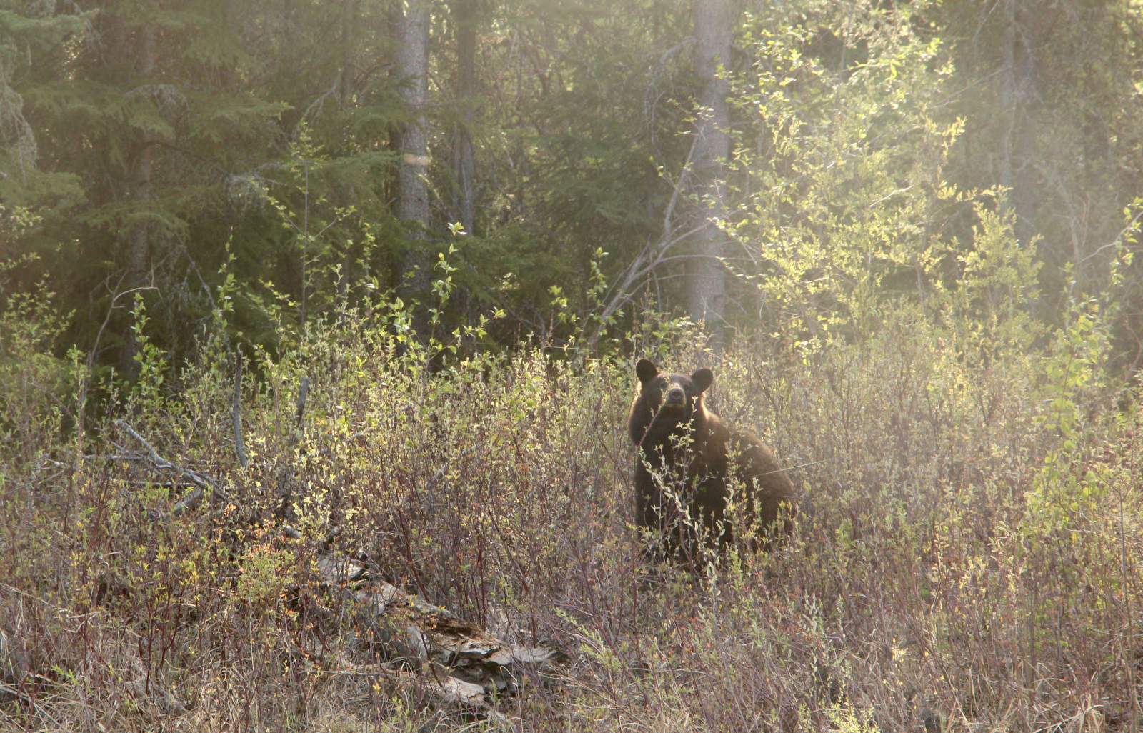 cinnamon bear, Dehcho First Nation, Northwest Territories, hunting, wildlife