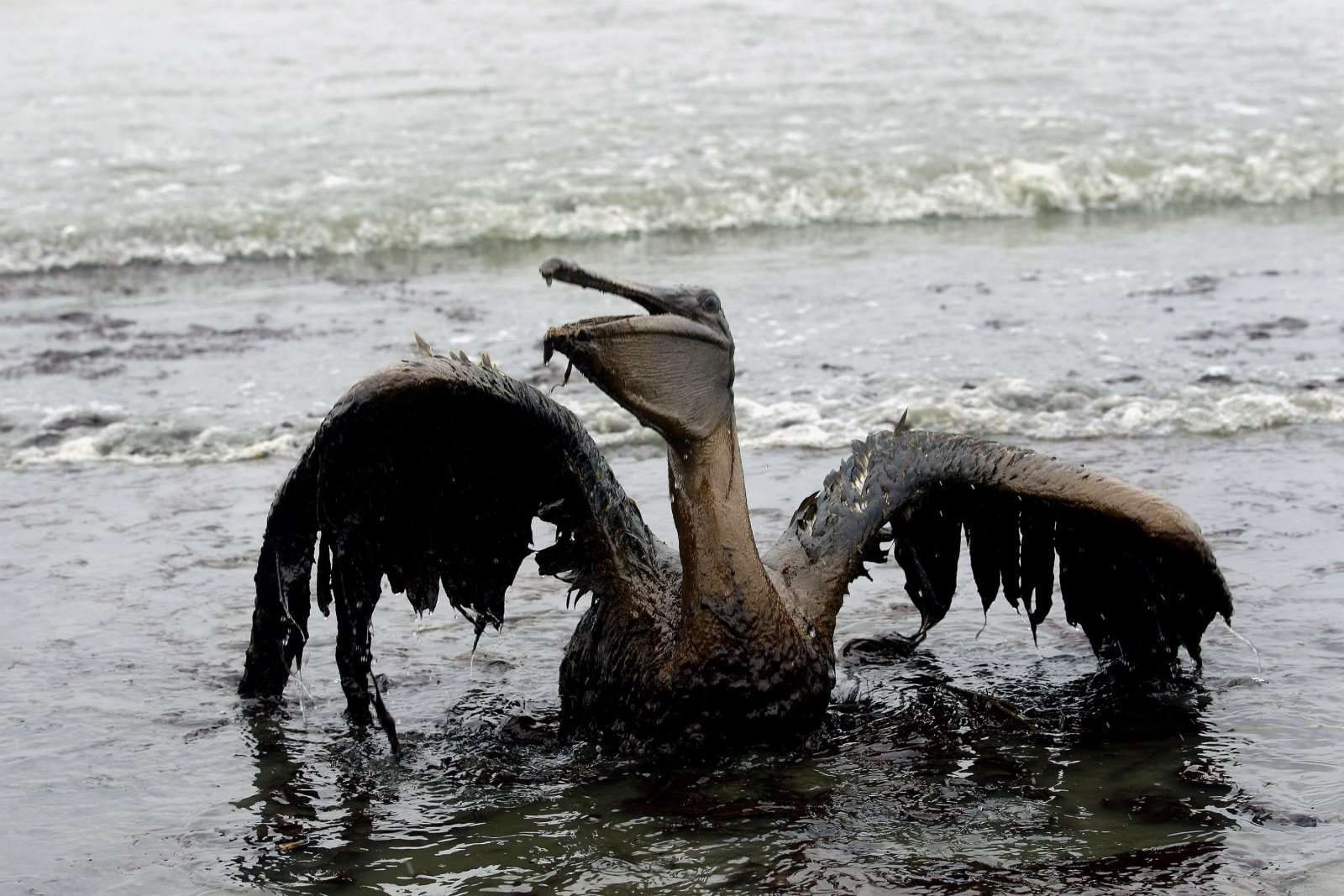 Deepwater Horizon, Corexit, BP oil spill, Gulf of Mexico, pelican