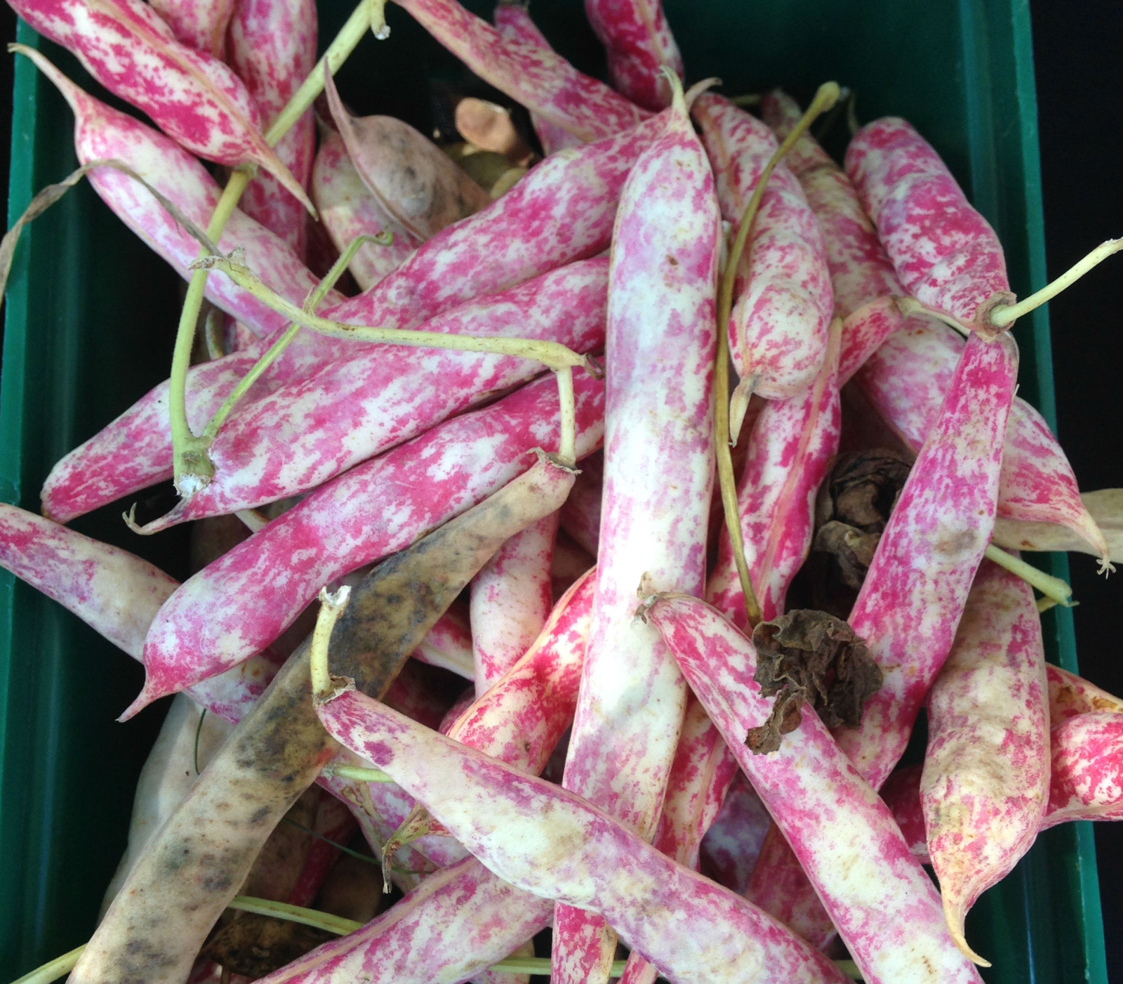 Cranberry shelling beans, Chef Sam Robertson, organic food, local food, Ontario agriculture
