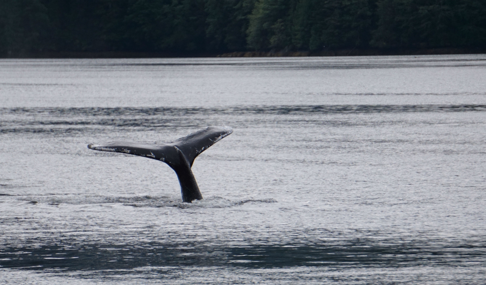 humpback whales, fin whales, Great Bear Rainforest, coastal temperate rainforest, B.C. wildlife