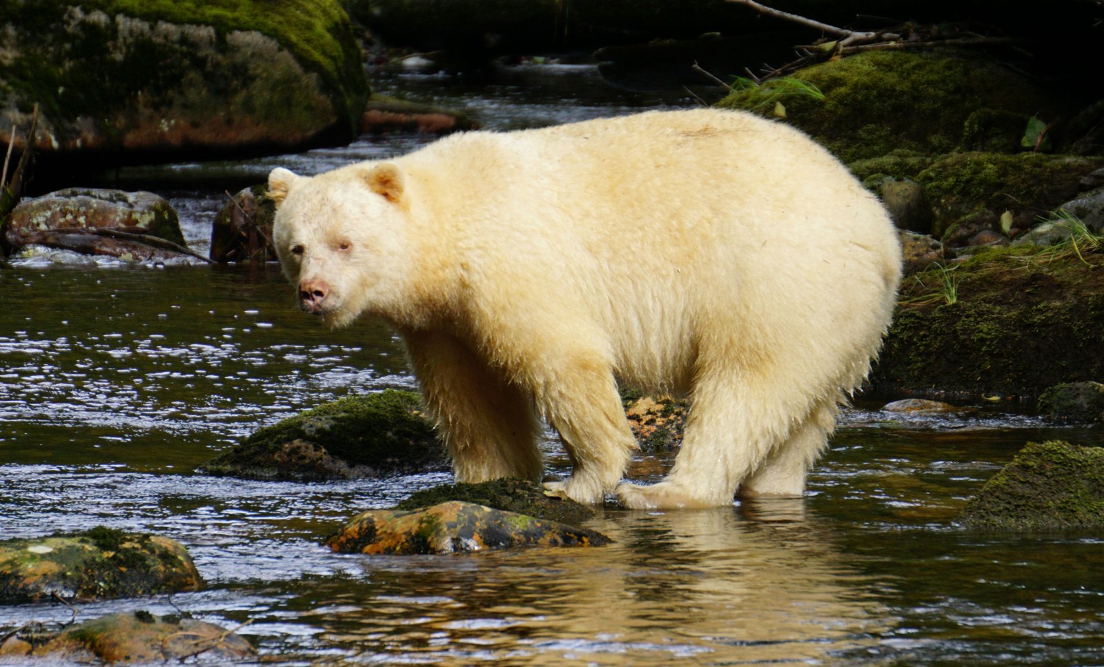 Spirit Bear, Elizabeth McSheffrey, Great Bear Rainforest