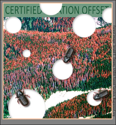 Beetles vs forestry carbon offsets.
