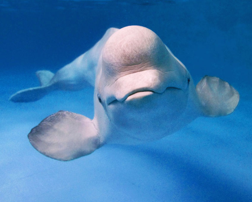 Beluga in captivity