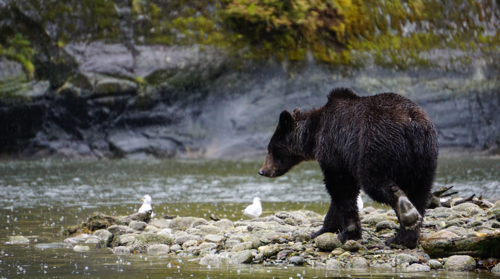 grizzly bear, Great Bear Rainforest, conservation, British Columbia, cub of the year