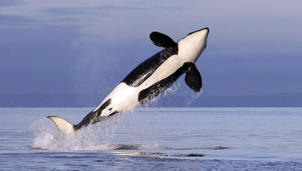 female resident orca whale