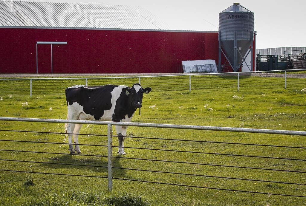 A Holstein cow stands in a pasture at a dairy farm near Calgary in an August 31, 2016
